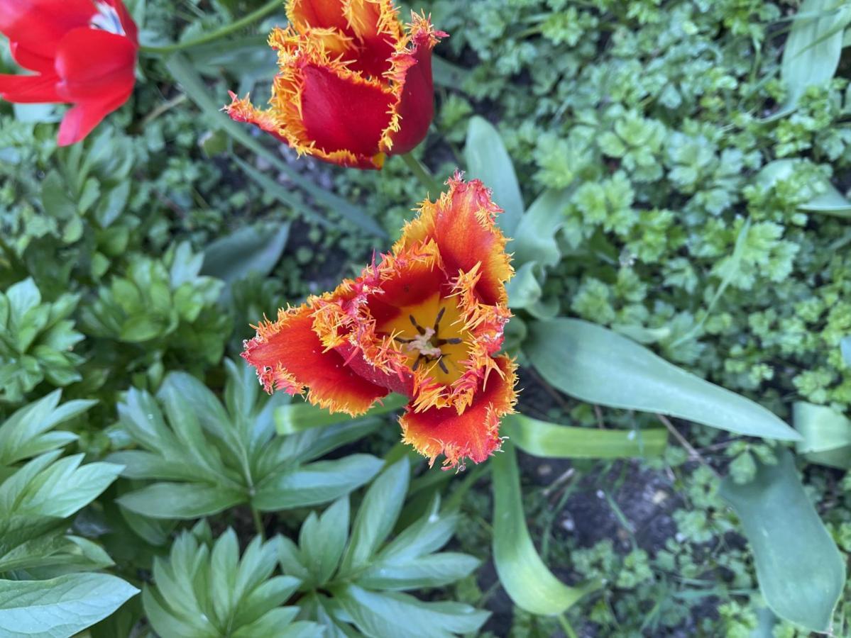 Au Jardin De La Basilique Lejlighed Boulogne-sur-Mer Eksteriør billede