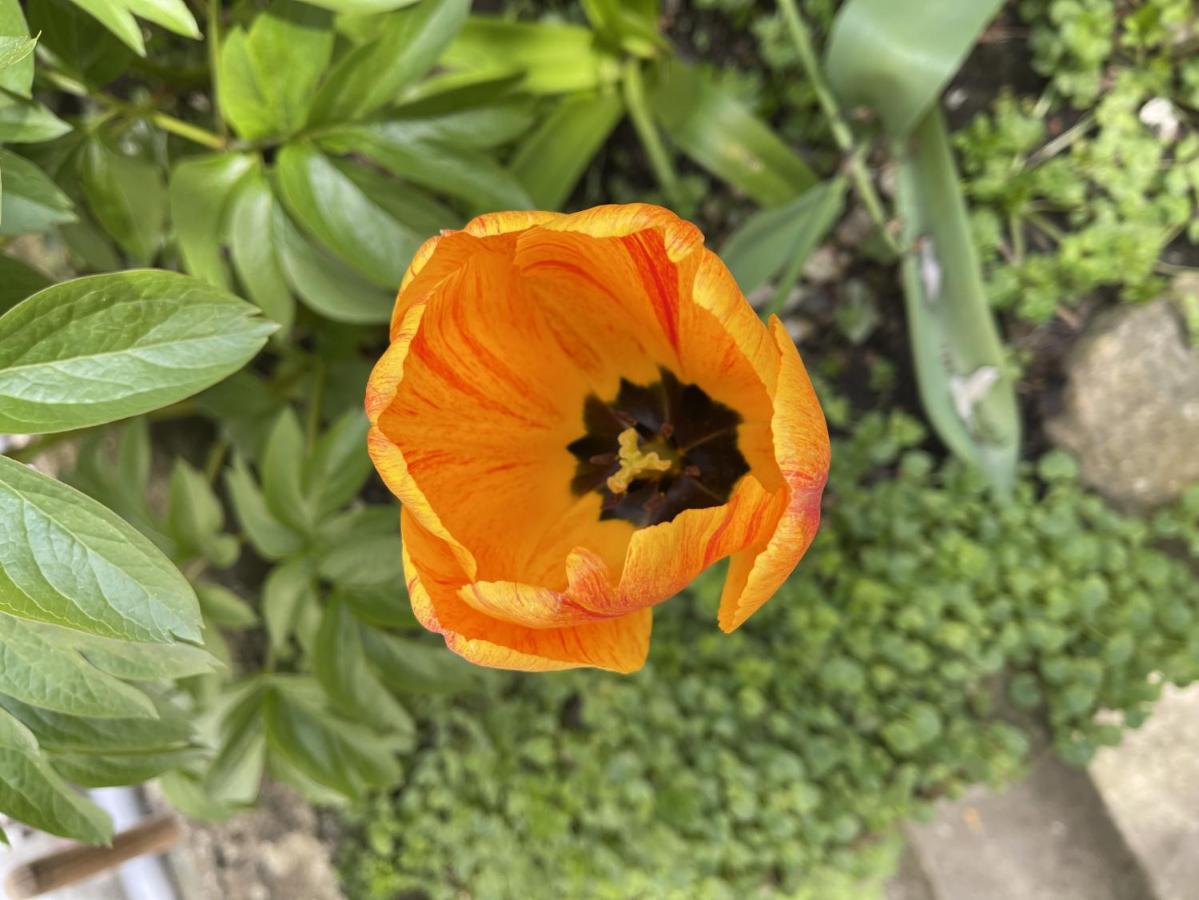 Au Jardin De La Basilique Lejlighed Boulogne-sur-Mer Eksteriør billede
