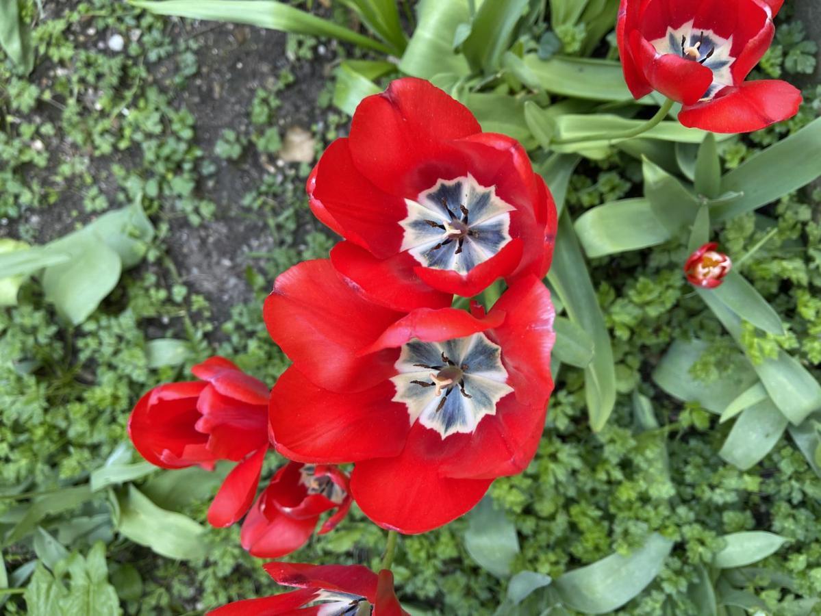 Au Jardin De La Basilique Lejlighed Boulogne-sur-Mer Eksteriør billede